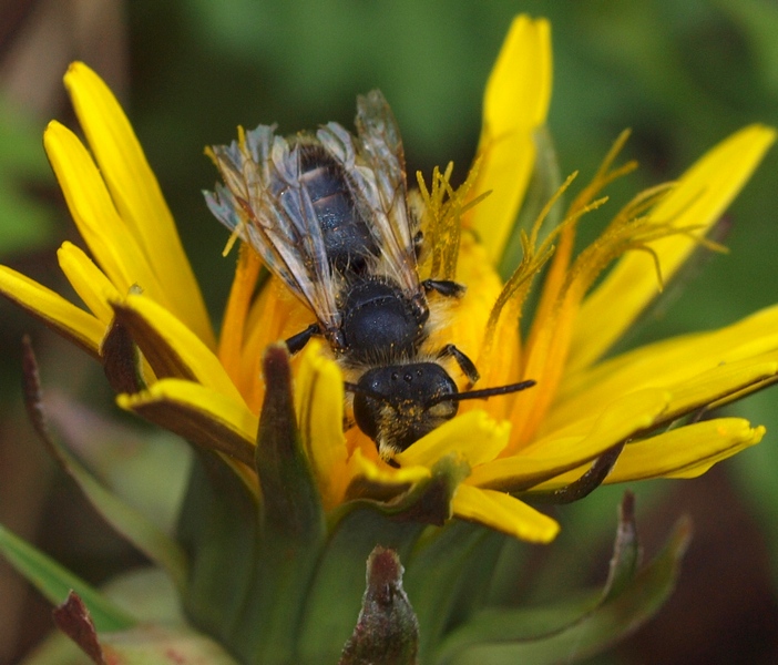 Apidae Halictinae dalla peluria consumata